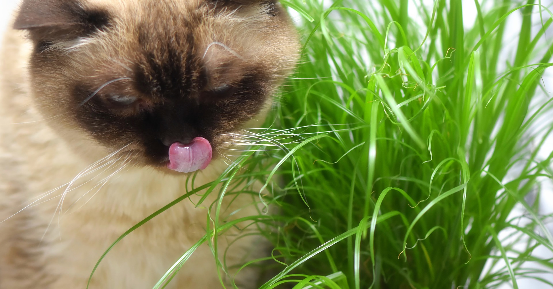 Gato come hierba